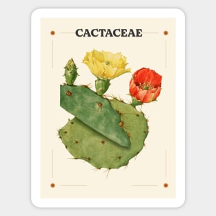 Cactaceae Sticker